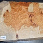 Amboina burl, approx. 410 x 250-300 x 30mm, 2,9kg