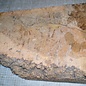 Amboina burl, approx. 550 x 200-350 x 60-85mm, 9,2kg