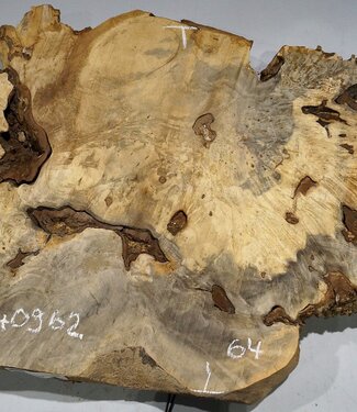 Buckeye burl slab, approx. 1000 x 640 x 55 mm, 12,43 kg, 40962
