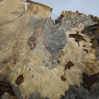 Buckeye burl slab, approx. 1000 x 640 x 55 mm, 12,43 kg, 40962