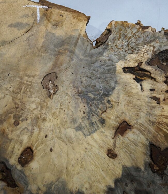 Buckeye burl slab, approx. 1000 x 640 x 55 mm, 12,43 kg, 40962