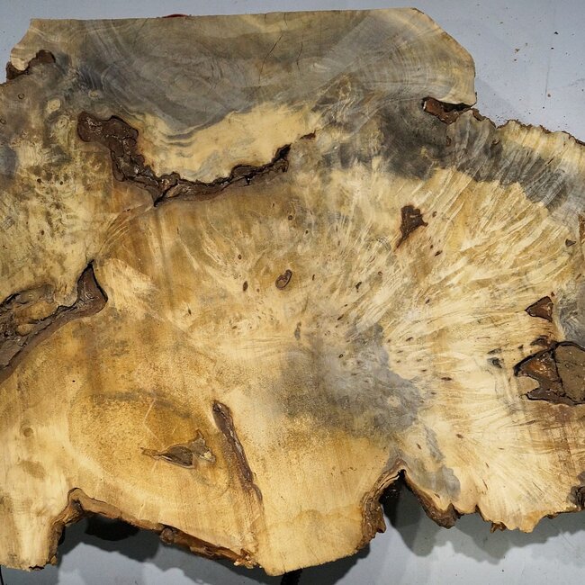 Buckeye burl slab, approx. 1000 x 640 x 55 mm, 12,43 kg, 40962