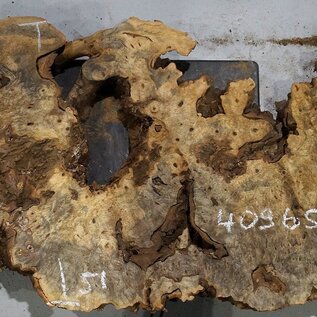 Buckeye burl slab, approx. 1550 x 510 x 55 mm, 9,75 kg, 40965