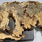 Buckeye burl slab, approx. 1550 x 510 x 55 mm, 9,75 kg, 40965