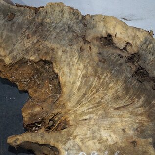 Buckeye burl slab, approx. 1640 x 640 x 55 mm, 11,93 kg, 40966