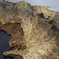 Buckeye burl slab, approx. 1640 x 640 x 55 mm, 11,93 kg, 40966