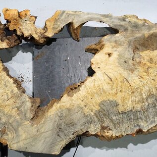 Buckeye burl slab, approx. 1640 x 640 x 55 mm, 11,93 kg, 40966