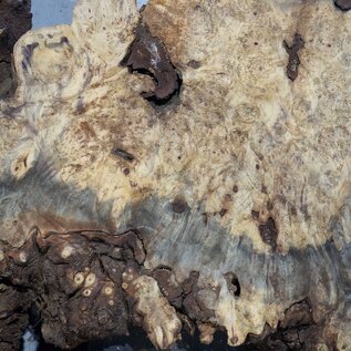 Buckeye burl slab, approx. 970 x 550/370 x 55 mm, 8,62 kg, 40967