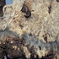 Buckeye burl slab, approx. 970 x 550/370 x 55 mm, 8,62 kg, 40967