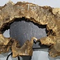 Buckeye burl slab, approx. 1590 x 550 x 55 mm, 10,66 kg, 40968
