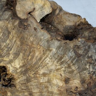 Buckeye burl slab, approx. 1590 x 550 x 55 mm, 10,66 kg, 40968