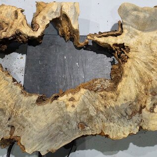 Buckeye burl slab, approx. 1590 x 550 x 55 mm, 10,66 kg, 40968