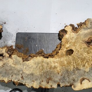 Buckeye burl slab, approx. 1480 x 520/310 x 55 mm, 9,71 kg, 40969