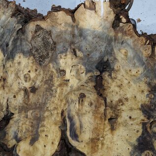 Buckeye burl slab, approx. 960 x 400 x 55 mm, 7,3 kg, 40970