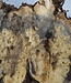 Buckeye burl slab, approx. 960 x 400 x 55 mm, 7,3 kg, 40970