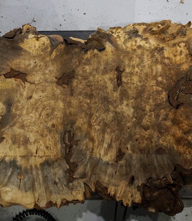 Buckeye burl slab, approx. 960 x 400 x 55 mm, 7,3 kg, 40970