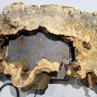 Buckeye burl slab, approx. 1580 x 540 x 55 mm, 10,84 kg, 40971