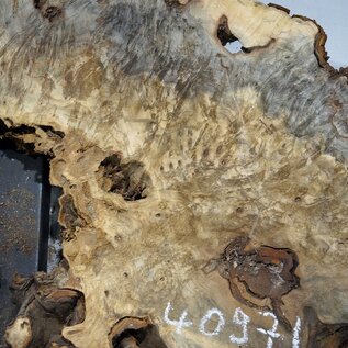 Buckeye burl slab, approx. 1580 x 540 x 55 mm, 10,84 kg, 40971