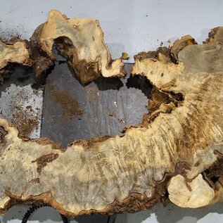 Buckeye burl slab, approx. 1580 x 540 x 55 mm, 10,84 kg, 40971