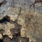 Buckeye burl slab, approx. 1540 x 530 x 55 mm, 11,29 kg, 40972