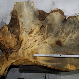 Buckeye burl slab, approx. 1080 x 470 x 55 mm, 8,21 kg, 40973