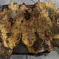 Buckeye burl slab, approx. 970 x 380 x 55 mm, 6,3 kg, 40975