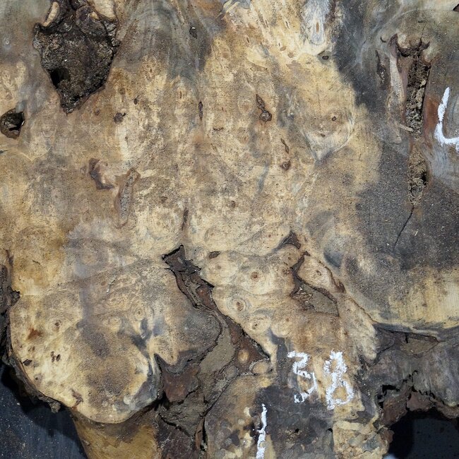 Buckeye burl slab, approx. 970 x 380 x 55 mm, 6,3 kg, 40975