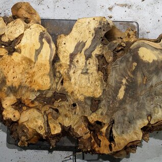 Buckeye burl slab, approx. 970 x 380 x 55 mm, 6,3 kg, 40975