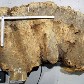 Buckeye burl slab, approx. 1200 x 560 x 55 mm, 11,34 kg, 40978