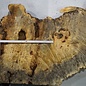 Buckeye burl slab, approx. 1200 x 560 x 55 mm, 11,34 kg, 40978