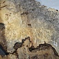 Buckeye burl slab, approx. 1320 x 600 x 55 mm, 11,75 kg, 40980