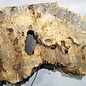 Buckeye burl slab, approx. 1260 x 580 x 55 mm, 11,79 kg, 40981