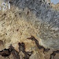 Buckeye burl slab, approx. 1260 x 580 x 55 mm, 11,79 kg, 40981