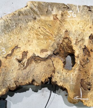 Buckeye burl slab, approx. 1220 x 560 x 55 mm, 11,39 kg, 40983