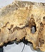 Buckeye burl slab, approx. 1220 x 560 x 55 mm, 11,39 kg, 40983