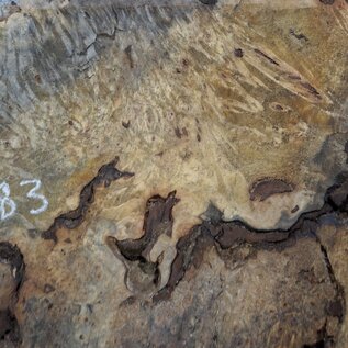 Buckeye burl slab, approx. 1220 x 560 x 55 mm, 11,39 kg, 40983