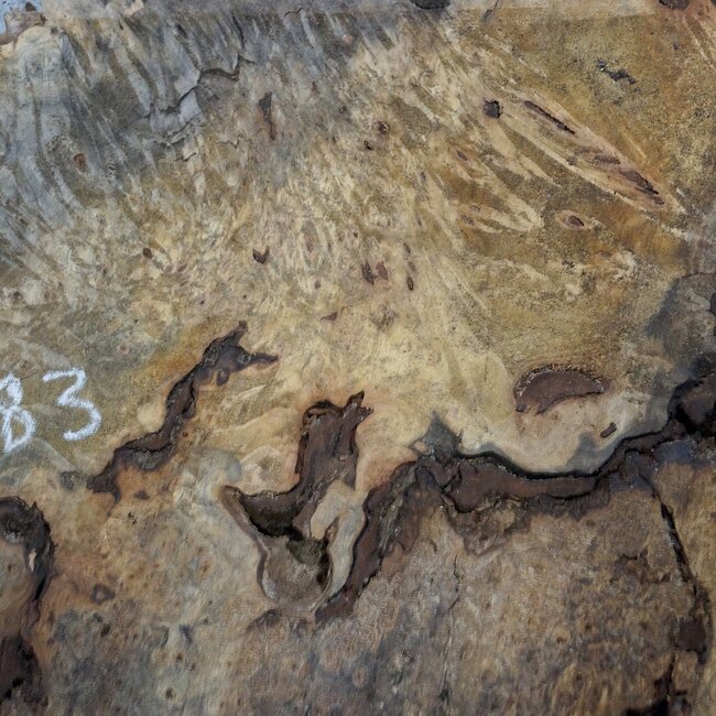 Buckeye burl slab, approx. 1220 x 560 x 55 mm, 11,39 kg, 40983