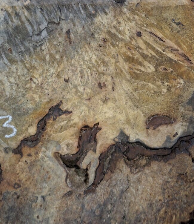 Buckeye burl slab, approx. 1220 x 560 x 55 mm, 11,39 kg, 40983