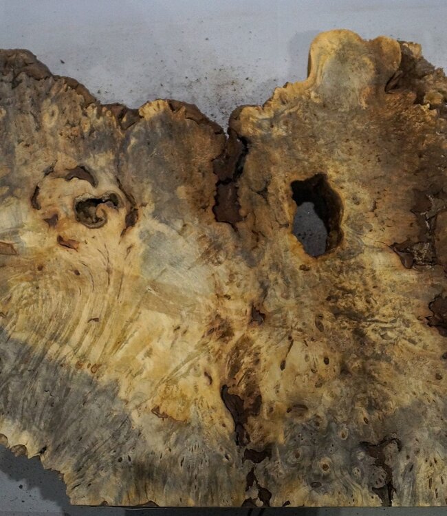 Buckeye burl slab, approx. 1220 x 560 x 55 mm, 11,39 kg, 40983