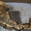 Buckeye burl slab, approx. 640/570 x 400/150 x 55 mm, 7,2 kg, 40985