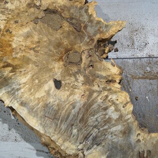 Buckeye burl slab, approx. 640/5700 x 400/150 x 55 mm, 7,2 kg, 40985