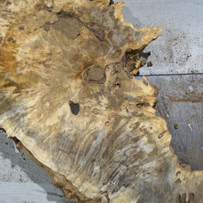 Buckeye burl slab, approx. 640/570 x 400/150 x 55 mm, 7,2 kg, 40985