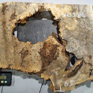 Buckeye burl slab, approx. 1250 x 650 x 55 mm, 10,02 kg, 40986