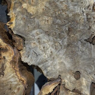 Buckeye burl slab, approx. 1250 x 650 x 55 mm, 10,02 kg, 40986