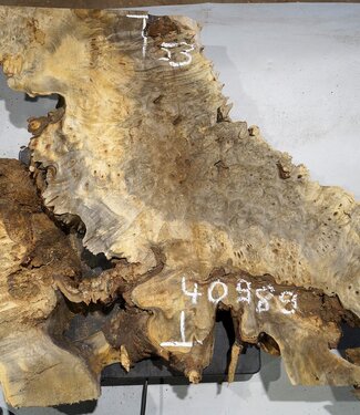 Buckeye burl slab, approx. 770 x 530 x 55 mm, 6,35 kg, 40989