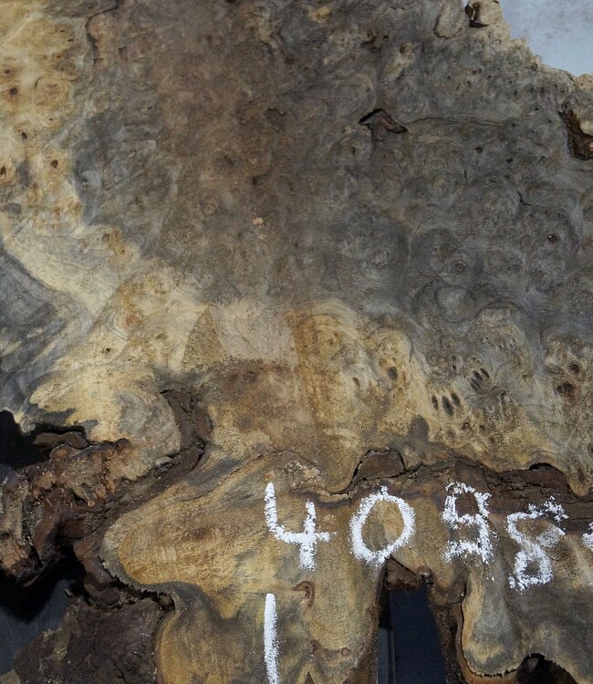 Buckeye burl slab, approx. 770 x 530 x 55 mm, 6,35 kg, 40989