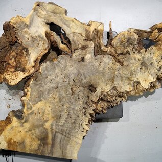 Buckeye burl slab, approx. 770 x 530 x 55 mm, 6,35 kg, 40989