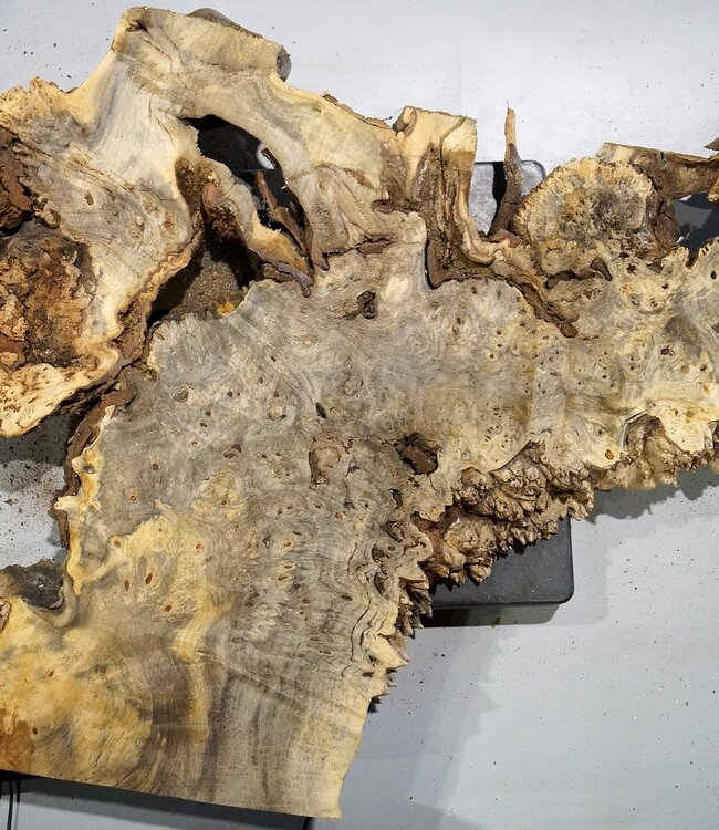 Buckeye burl slab, approx. 770 x 530 x 55 mm, 6,35 kg, 40989