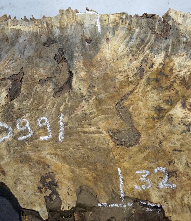 Buckeye burl slab, approx. 810 x 320 x 55 mm, 6,62 kg, 40991