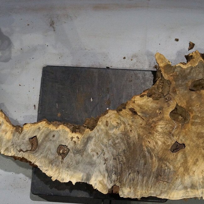Buckeye burl slab, approx. 810 x 320 x 55 mm, 6,62 kg, 40991
